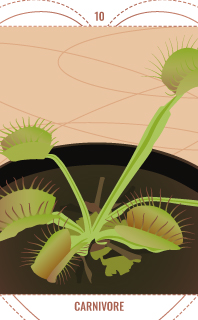 10_CARNIVORE